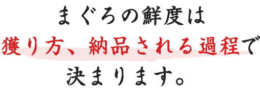 まぐろの鮮度は獲り方、納品される過程で決まります。